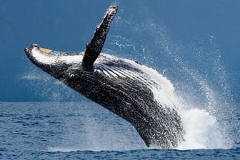 Buckelwale sind bekannt für ihre imposanten Sprünge.