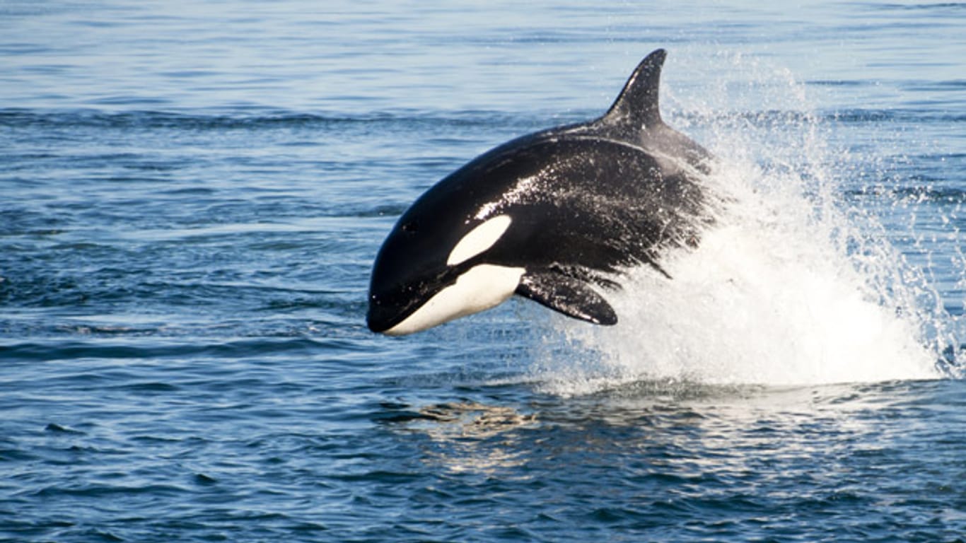 Als Raubtiere werden Orcas oft unterschätzt.