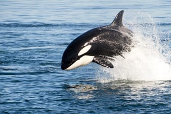 Als Raubtiere werden Orcas oft unterschätzt.