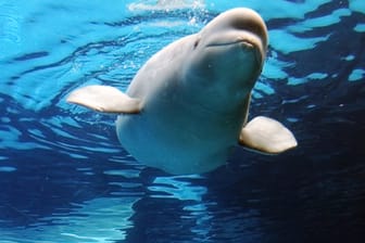 Belugawale kommunizierten untereinander mit einer Vielzahl an Lauten. Sie haben sozusagen eine eigene Sprache.