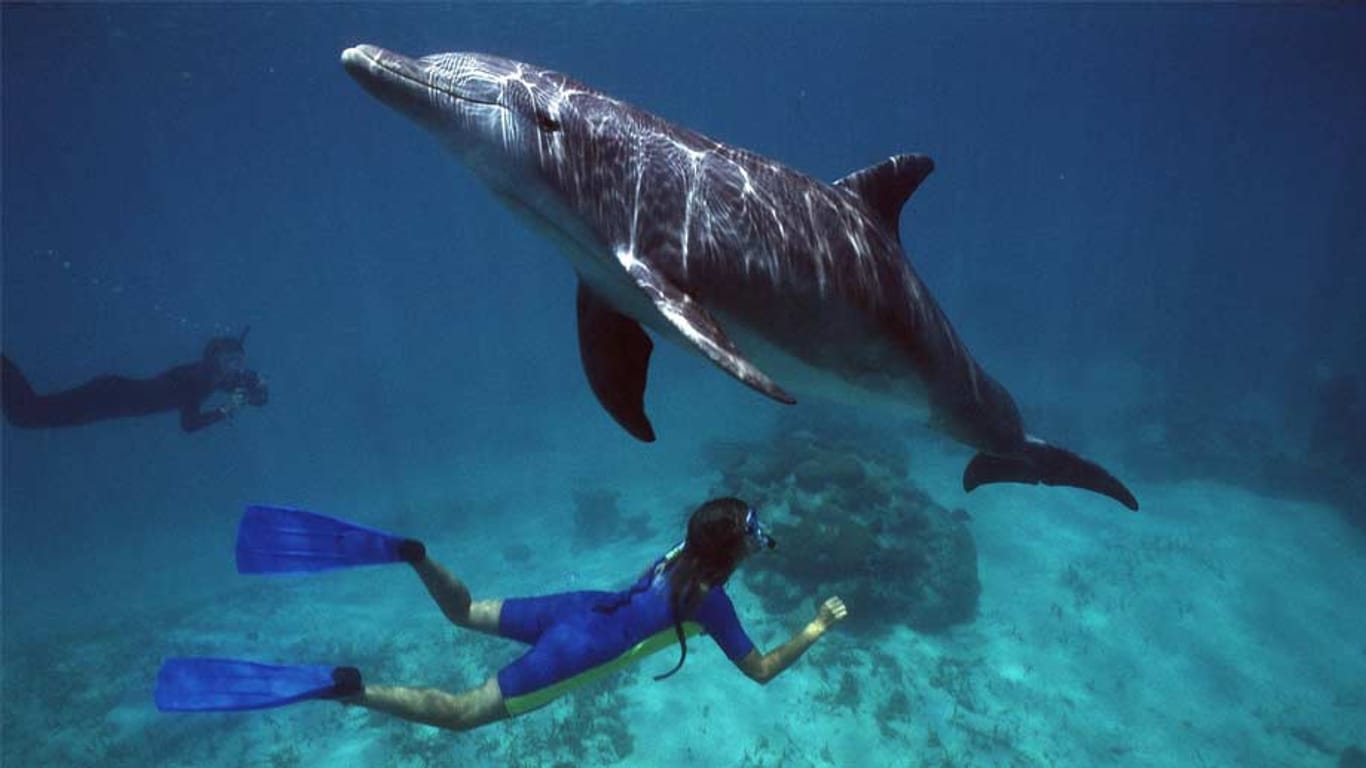 Der Große Tümmler ist der wohl bekannteste Vertreter der Delfine.