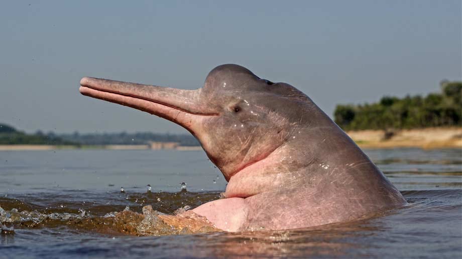 Der Amazonasdelfin ist auch unter dem Namen "Pink Dolphin" bekannt.