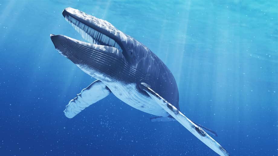 Der Blauwal ist das größte Lebewesen der Welt.
