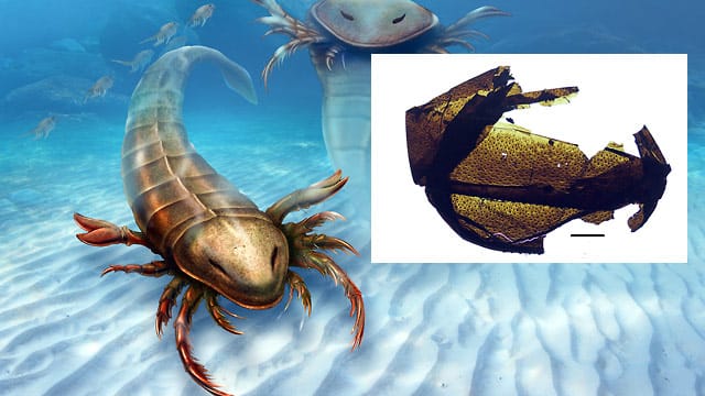 Überreste eines prähistorischen Riesenskorpions entdeckt: Pentecopterus hat die Form eines griechischen Kriegsschiffs und wurde über 1,50 Meter lang. Überreste eines prähistorischen Riesenskorpions entdeckt: Pentecopterus hat die Form eines griechischen Kriegsschiffs und wurde über 1,50 Meter lang.