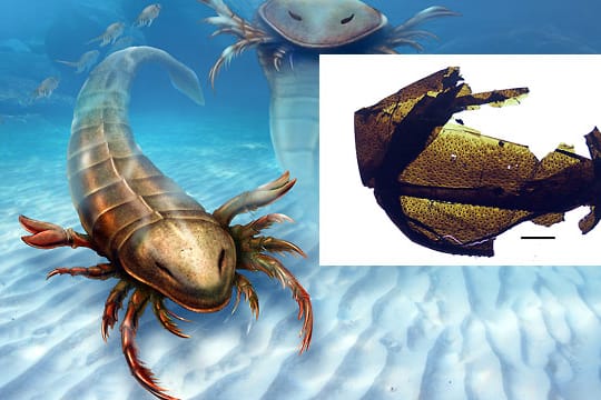 Überreste eines prähistorischen Riesenskorpions entdeckt: Pentecopterus hat die Form eines griechischen Kriegsschiffs und wurde über 1,50 Meter lang.