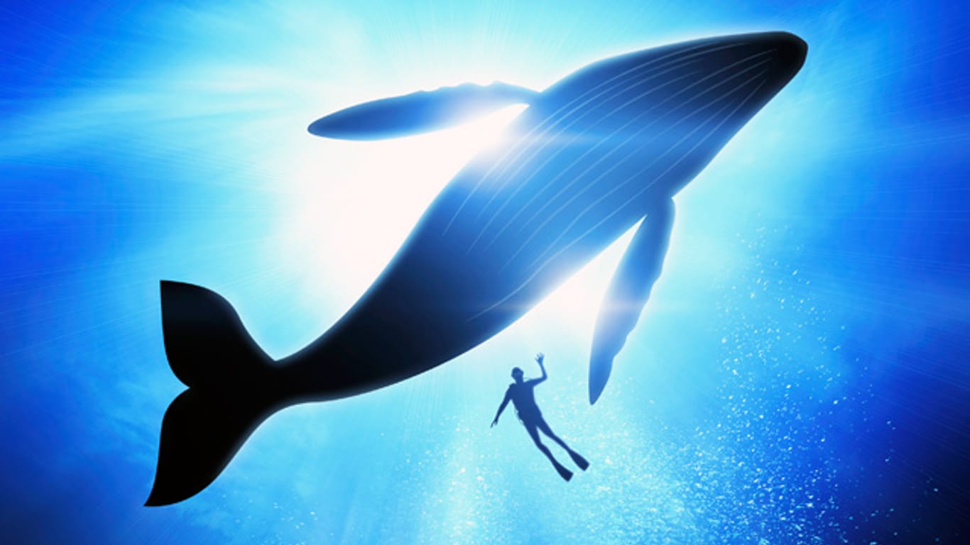 Seltener Schnappschuss: Ein Taucher schwimmt neben einem Buckelwal.