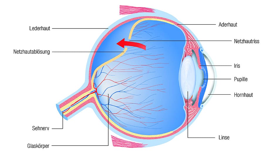 Im Querschnitt des Auges zeigt sich der komplexe Aufbau des Sehorgans.