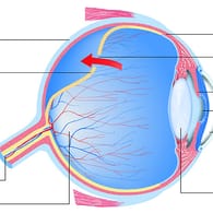 Im Querschnitt des Auges zeigt sich der komplexe Aufbau des Sehorgans.