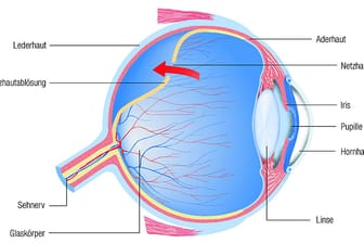 Im Querschnitt des Auges zeigt sich der komplexe Aufbau des Sehorgans.