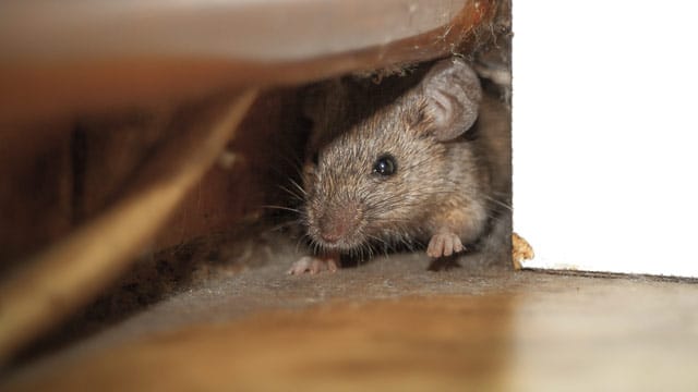 Mäuse und Ratten sind nur eine Art von Schädlingen, die Ihre Wohnung befallen können.