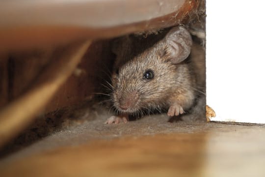 Mäuse und Ratten sind nur eine Art von Schädlingen, die Ihre Wohnung befallen können.