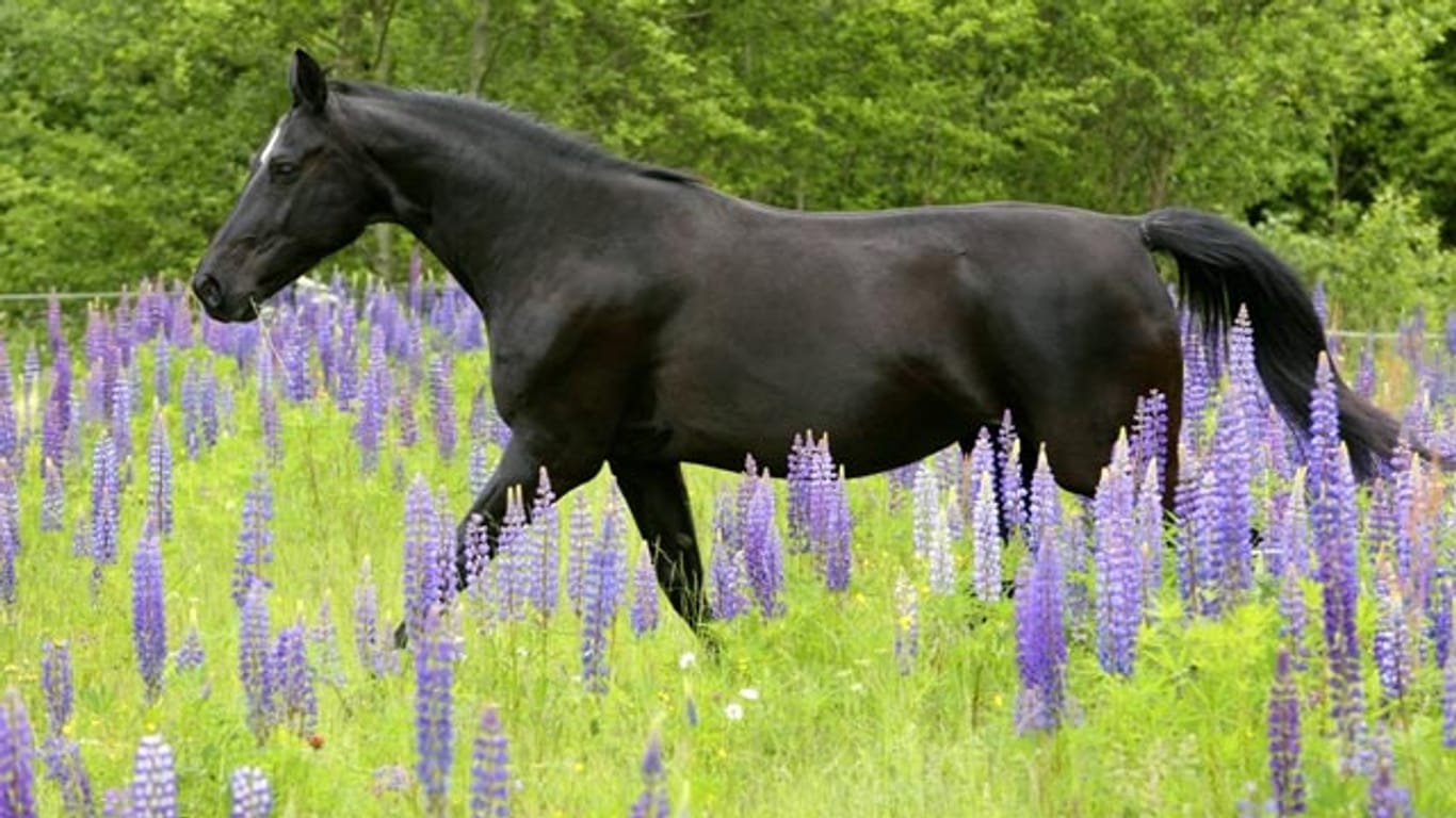 Die hübschen Lupinen sind giftig für Pferde: Speichelfluss, Magen-Darm-Beschwerden, Zittern und Atemnot sind einige Symptome.