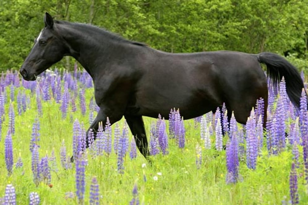 Die hübschen Lupinen sind giftig für Pferde: Speichelfluss, Magen-Darm-Beschwerden, Zittern und Atemnot sind einige Symptome.