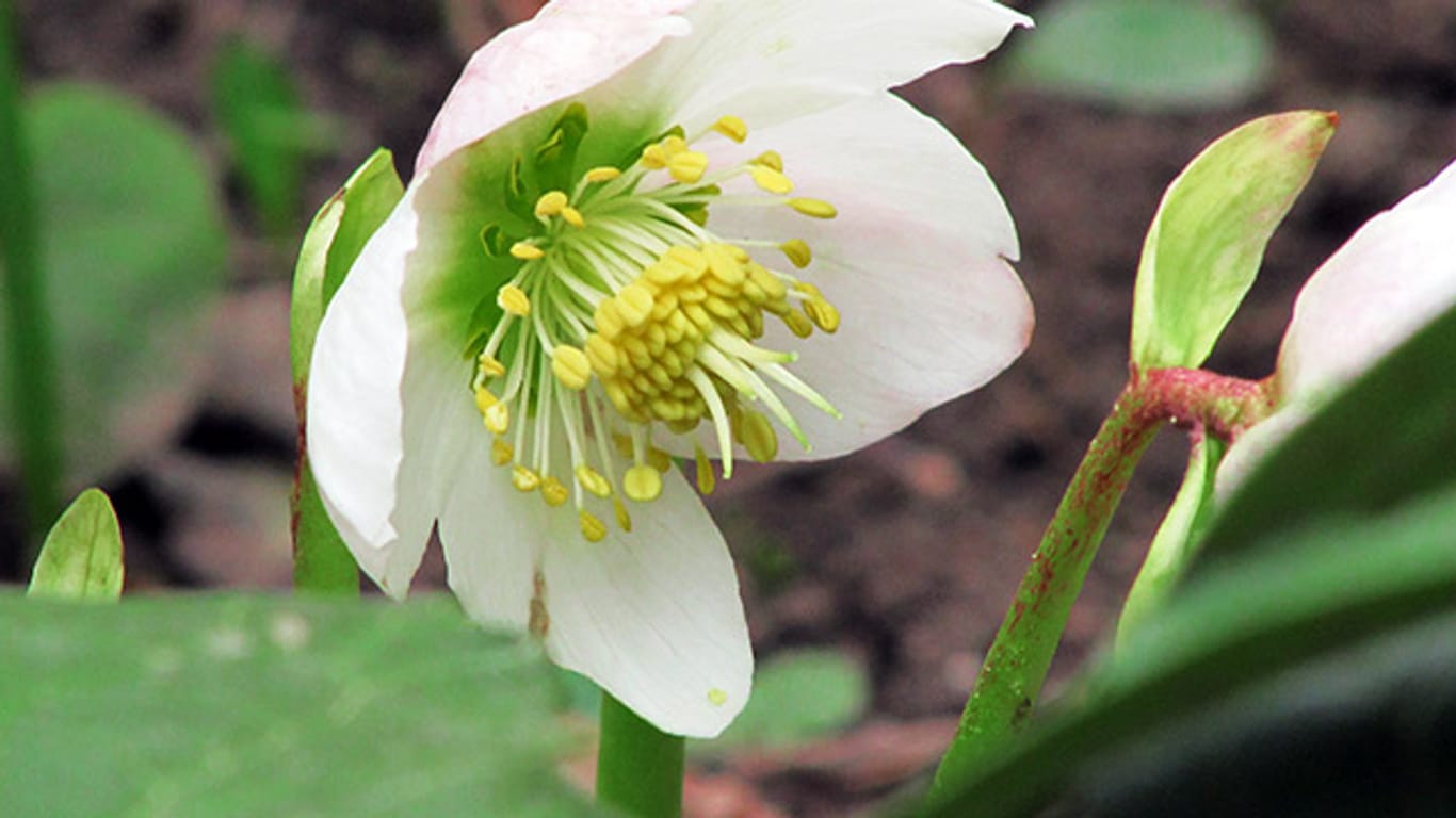 Mit ihrer Blütenfülle schmückt die Christrose jeden Garten, doch sie enthält auch hochgiftige Substanzen.