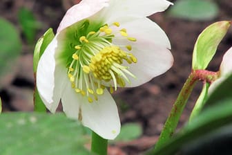 Mit ihrer Blütenfülle schmückt die Christrose jeden Garten, doch sie enthält auch hochgiftige Substanzen.