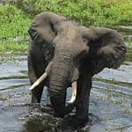 Dort lebten ehemals riesige Herden des größten Elefanten Afrikas.