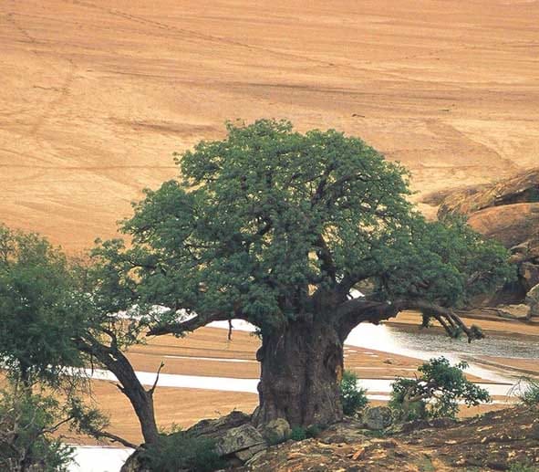 Der entlegene Mapungubwe National Park liegt im Dreiländereck Südafrika, Botswana und Zimbabwe an der Mündung des Flusses Shashe.