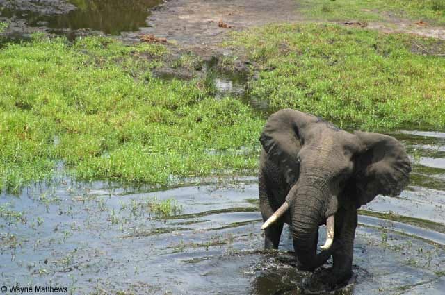Im Tempe Elephant Park ziehen heute wieder die größten Elefanten Afrikas friedlich ihre Bahnen.