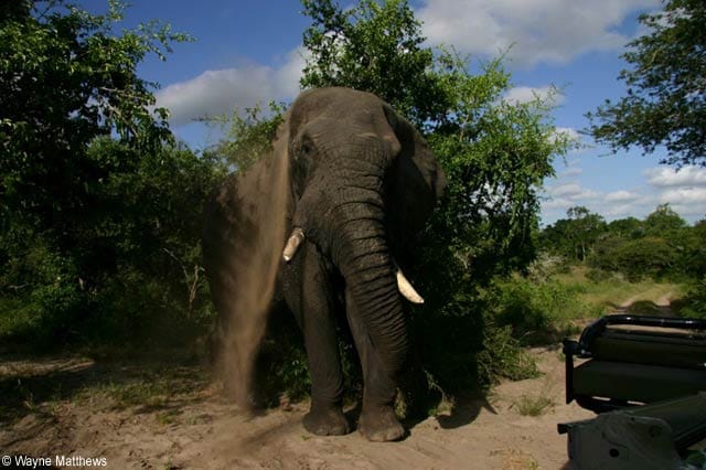 Dort kommen die Besucher den Elefanten sehr nah.