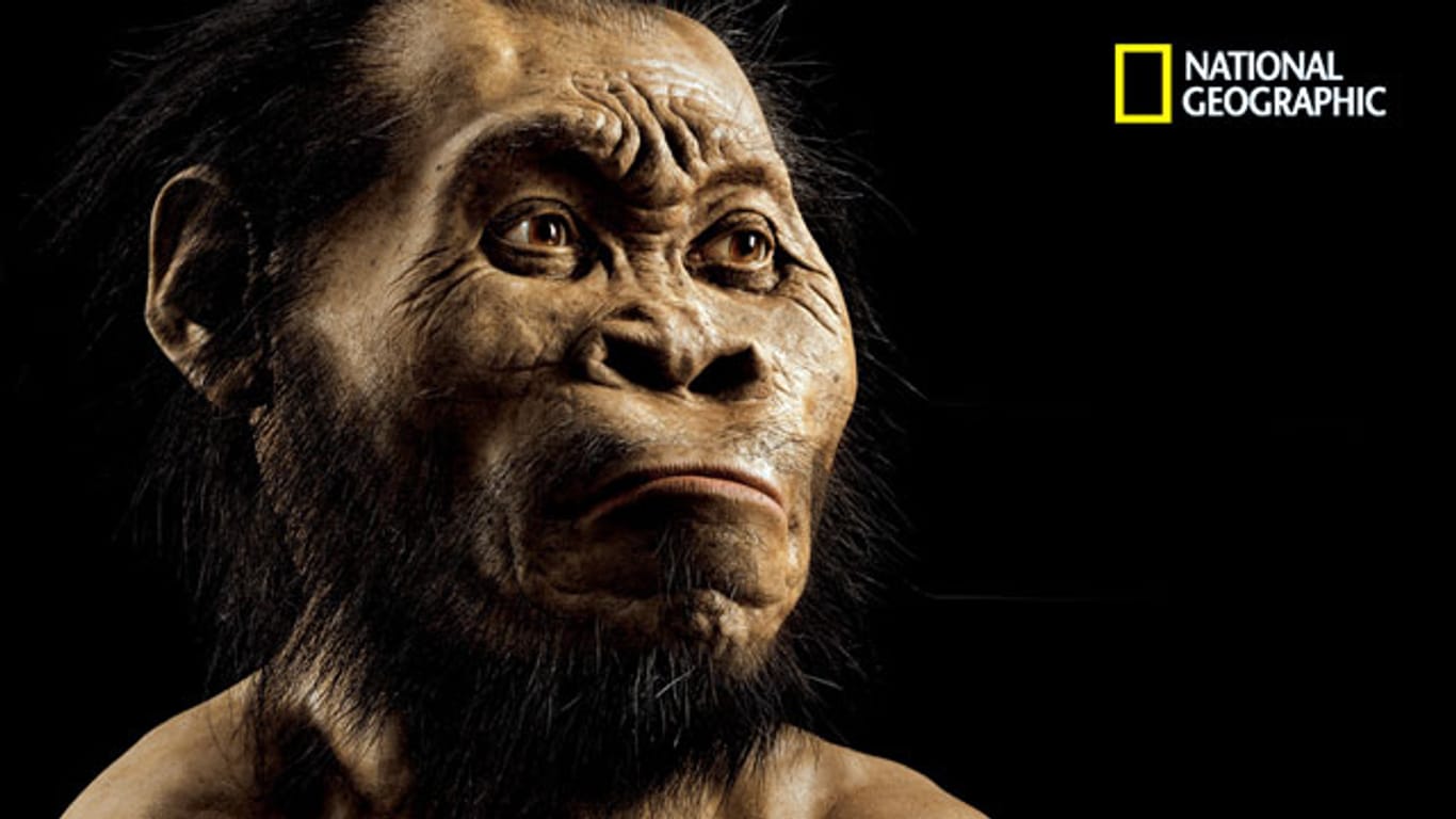 Der Palaeontologe John Gurch hat eine Rekonstruktion des Homo naledis angefertigt - so könnte die neue Menschenart ausgesehen haben.
