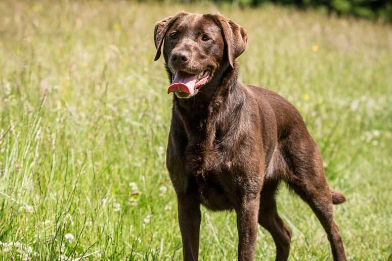 Labrador Retriever: Platz zwei der beliebtesten Hunderassen belegt der Labrador. Er ist ausgesprochen friedliebend und zutraulich. Zudem besitzt er einen ruhigen Charakter und fühlt sich bei Menschen sehr wohl. Wer sich einen gehorsamen, ruhigen und liebenswerten Hund wünscht, trifft mit dem Labrador die richtige Wahl. Seine Fellfarben sind besonders variantenreich: von beige und fuchsrot über schokoladenbraun bis schwarz.