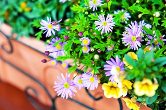 Eine passende Kombination für den Balkon: Petunien und Margeriten.