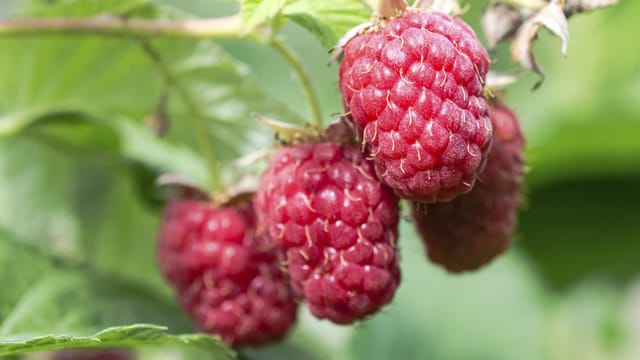 Rubus idaeus Schönemann - diese Himbeersorte verführt mit ihren aromatischen Früchten zum Naschen.