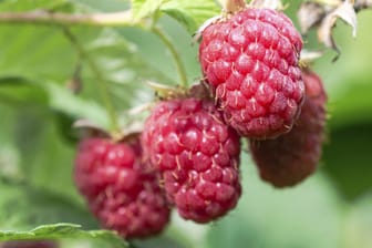 Rubus idaeus Schönemann - diese Himbeersorte verführt mit ihren aromatischen Früchten zum Naschen.