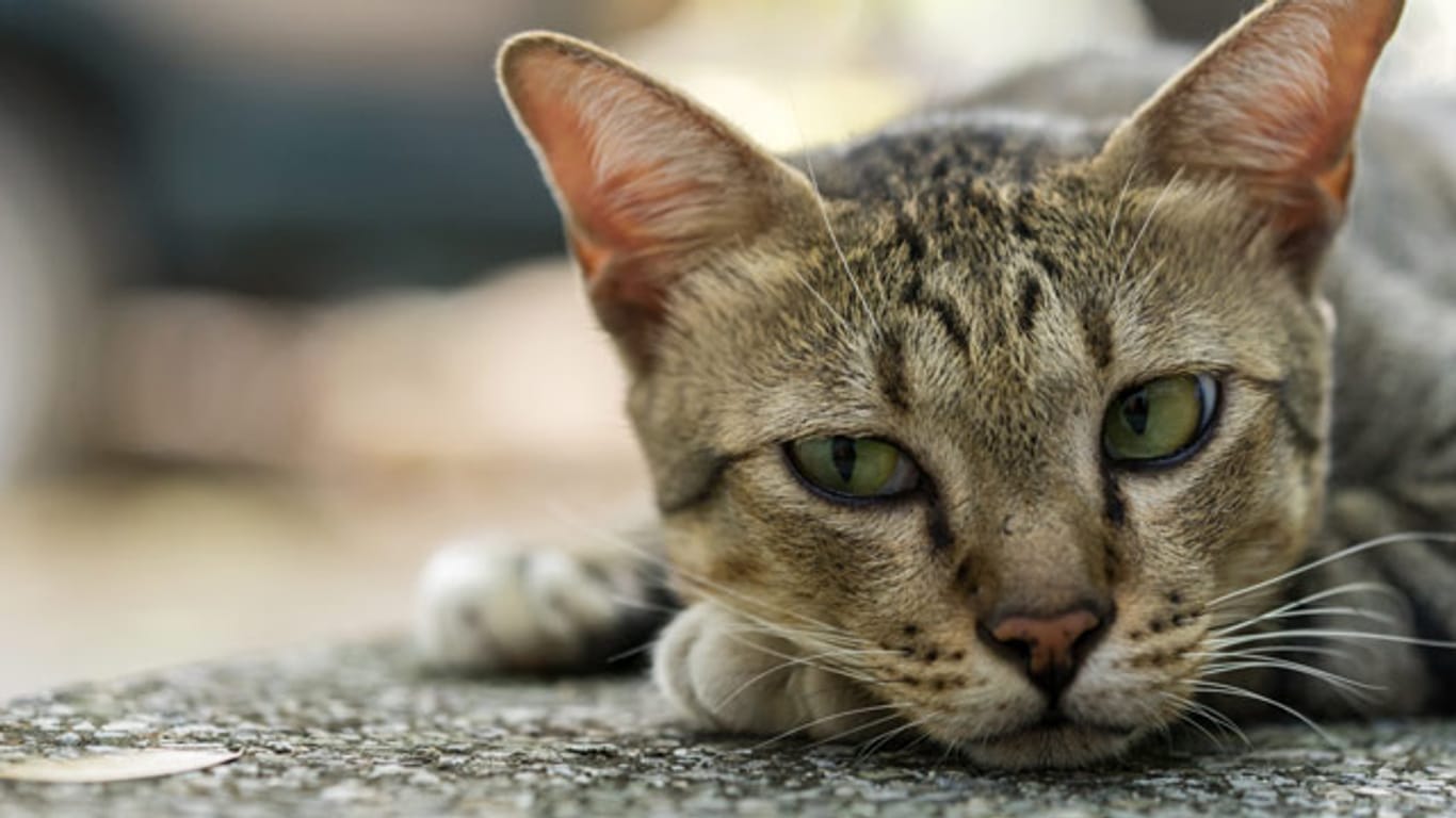Nach einem epileptischen Anfall sind Katzen erschöpft und lethargisch.
