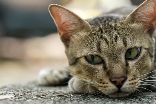 Nach einem epileptischen Anfall sind Katzen erschöpft und lethargisch.