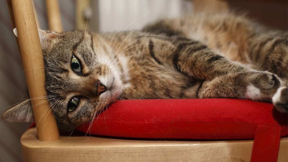 Europäisch Kurzhaar: beliebteste Katze der Deutschen