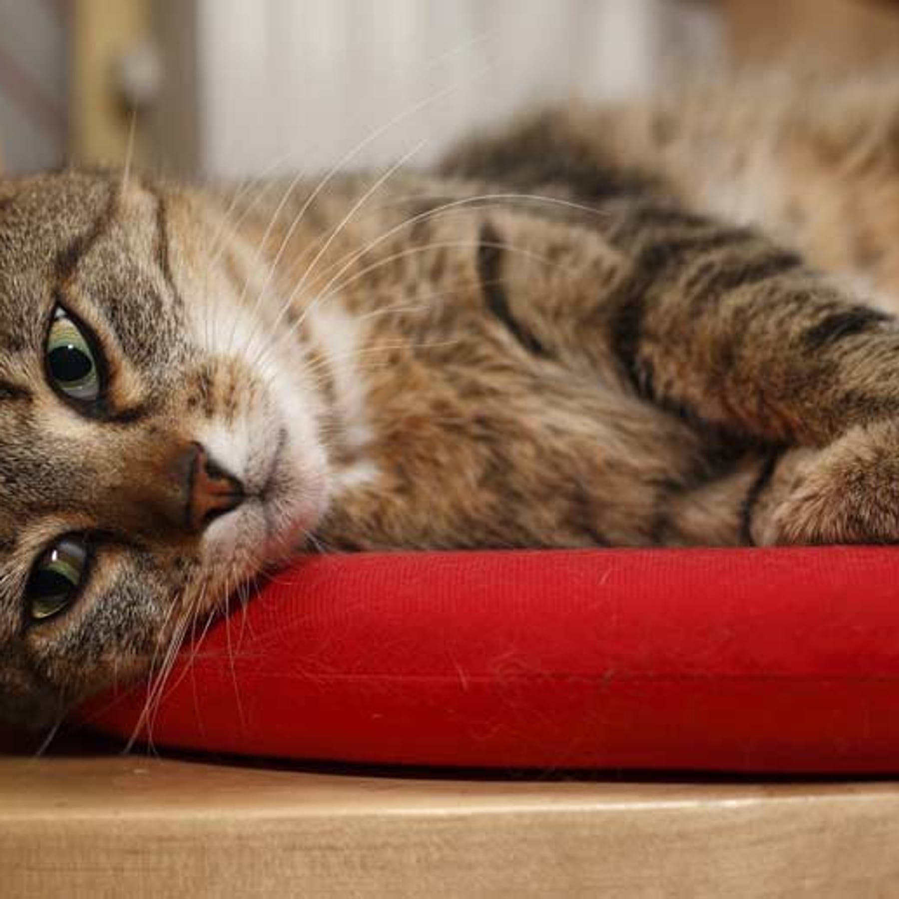 Katzen effektiv vertreiben: Das hilft gegen fremde Katzen im Garten