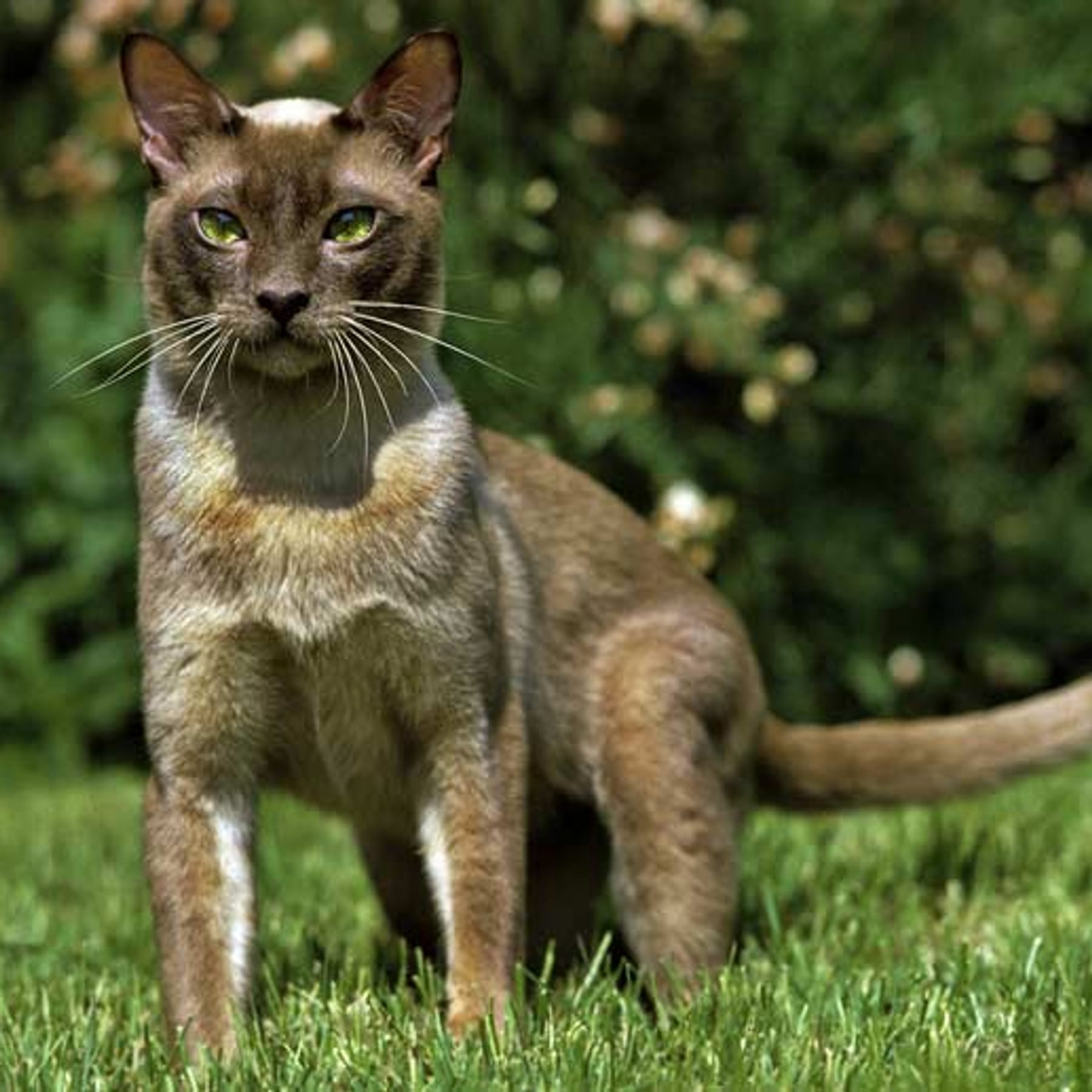 Katzenschreck im Garten: Was wirklich effektiv vor Katzen schützt