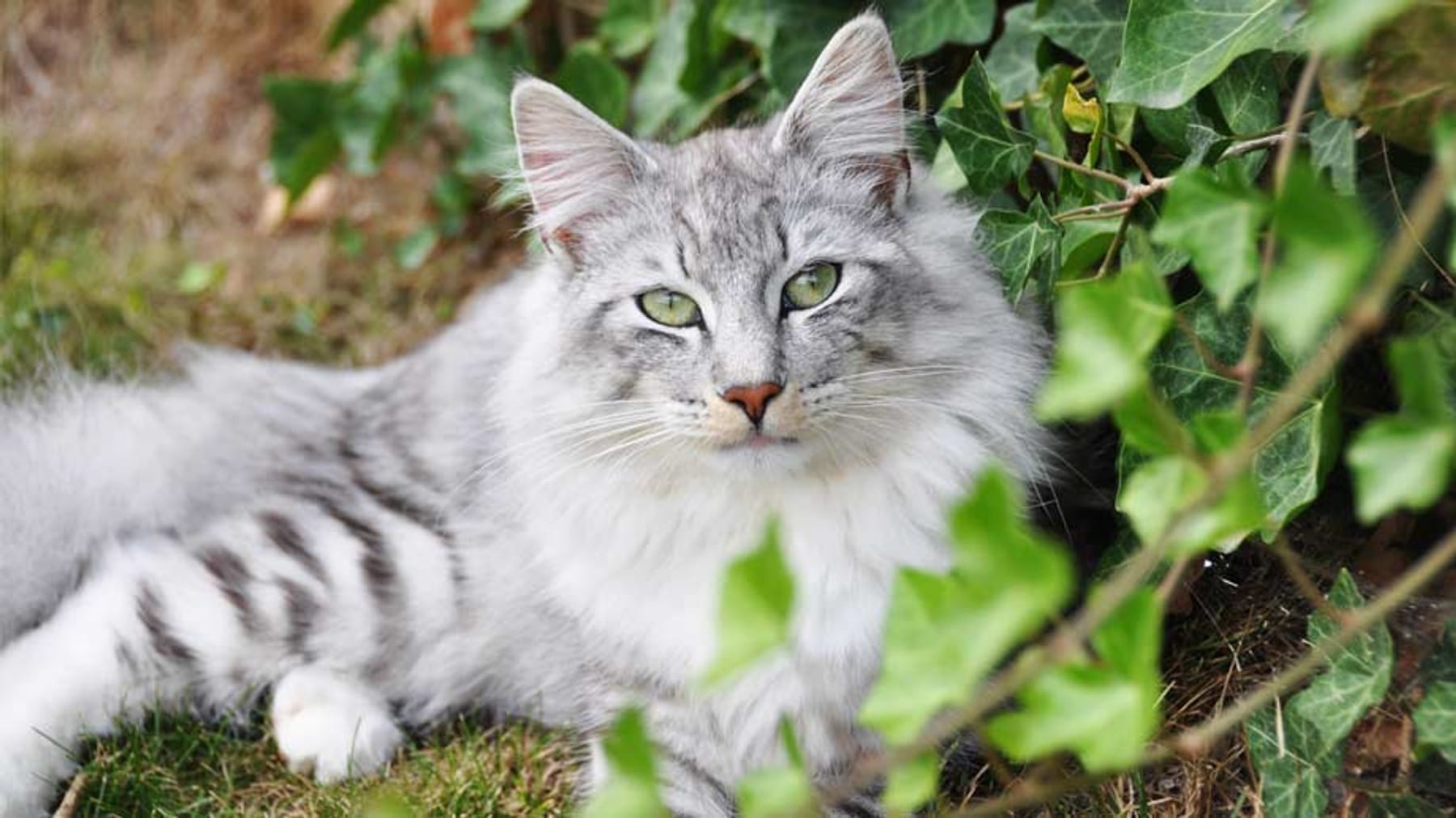 Katze vertreiben: Mit diesen sanften Methoden wird dein Garten katzenfrei 