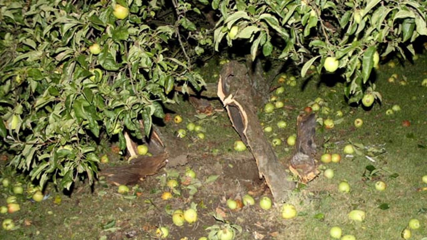 Ein Mann hat in seinem Garten im nordrhein-westfälischen Unna einen Apfelbaum gesprengt.