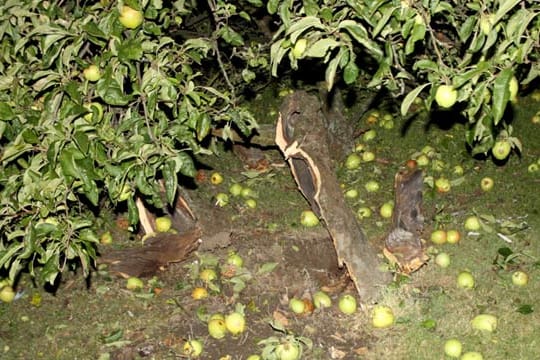 Ein Mann hat in seinem Garten im nordrhein-westfälischen Unna einen Apfelbaum gesprengt.