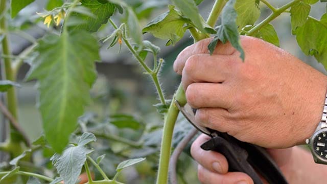 Viren befallen auch Gartenpflanzen. Oft trägt der Hobbygärtner durch verunreinigtes Werkzeug sogar selbst zur Ausbreitung bei.