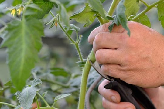 Viren befallen auch Gartenpflanzen. Oft trägt der Hobbygärtner durch verunreinigtes Werkzeug sogar selbst zur Ausbreitung bei.