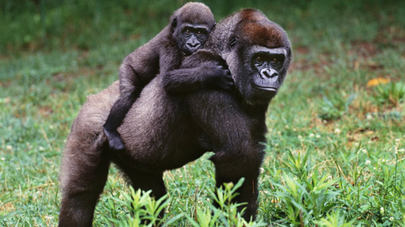 Gorillas gehören zu den friedlichsten Affen überhaupt.