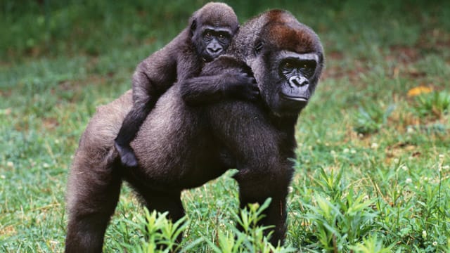 Gorillas gehören zu den friedlichsten Affen überhaupt.