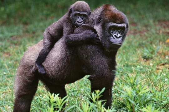 Gorillas gehören zu den friedlichsten Affen überhaupt.