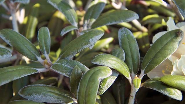 Mehltau befällt vorwiegend sommergrüne Rhododendren.