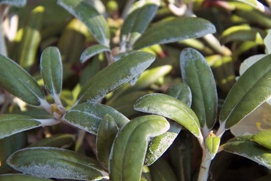 Mehltau befällt vorwiegend sommergrüne Rhododendren.