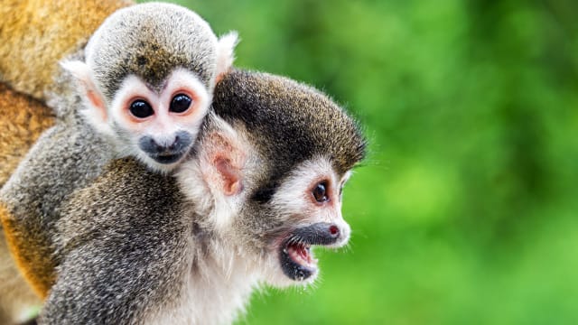 Totenkopfäffchen sind sehr sozial: Weibchen tragen gerne mal fremde Jungtiere auf dem Rücken, um die Mutter zu entlasten.