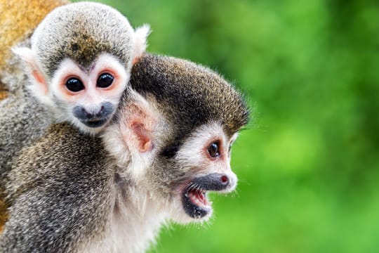 Totenkopfäffchen sind sehr sozial: Weibchen tragen gerne mal fremde Jungtiere auf dem Rücken, um die Mutter zu entlasten.