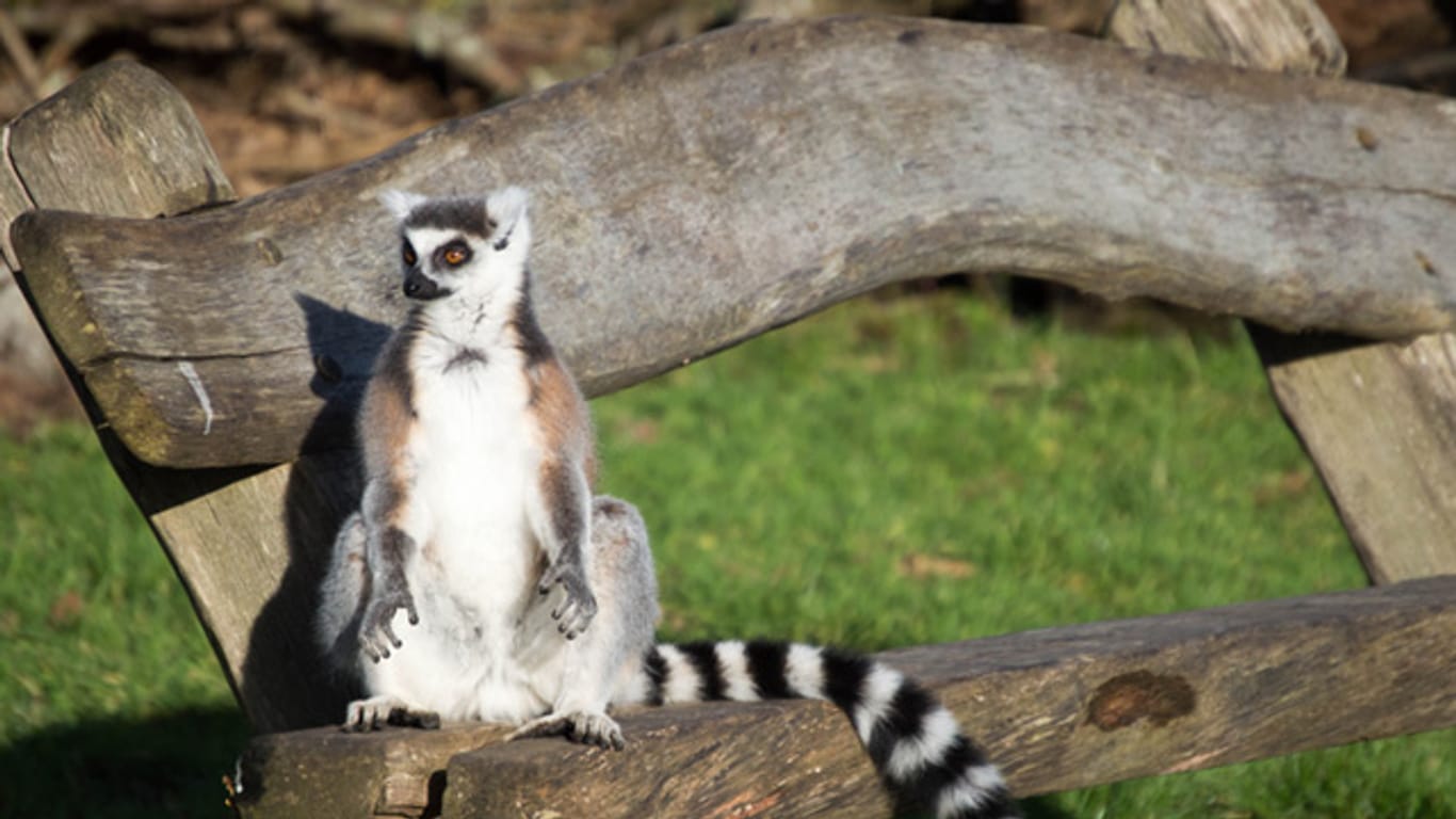 Im Gegensatz zu anderen Lemuren lieben Kattas das Tageslicht und relaxen gerne in der Sonne.