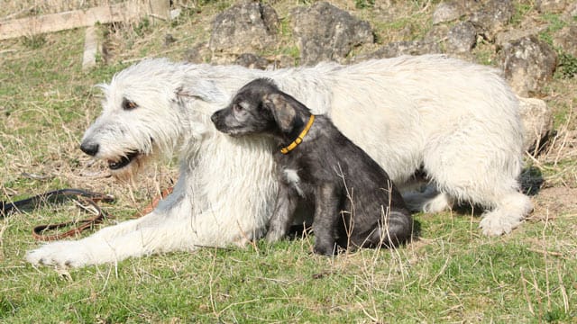 Sogar die Welpen des irischen Wolfshunds bringen schon ein Gewicht von 30 Kilogramm auf die Waage.