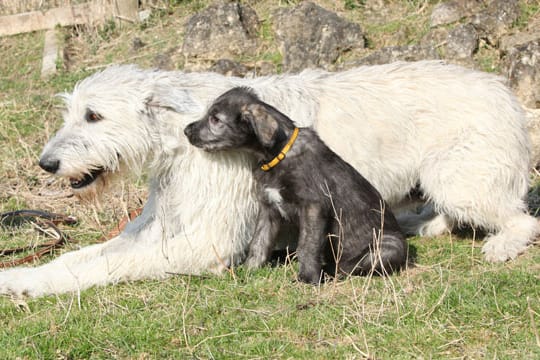 Sogar die Welpen des irischen Wolfshunds bringen schon ein Gewicht von 30 Kilogramm auf die Waage.