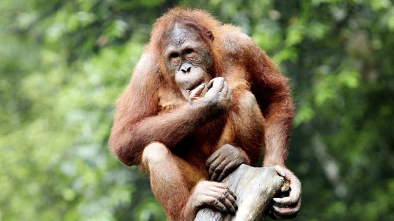 Orang-Utans können bis zu 50 Jahre alt werden.