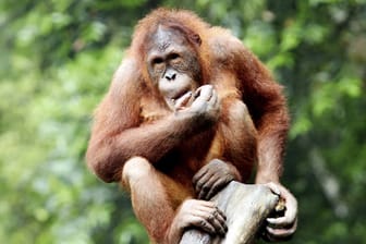 Orang-Utans können bis zu 50 Jahre alt werden.